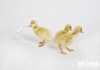 Фото Детский фотопроект с цыплятами и утятами в фотостудии Кнопка