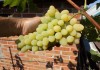 Саженцы винограда столового Плевен устойчивый