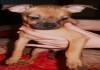 Фото Продам щенка той-терьера