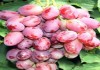 Фото Саженцы винограда ранних сортов