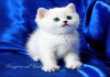 Серебристые шиншиллы британские котята с голубыми глазами
