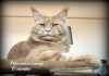 Фото Мейн кун котята от большого международного чемпиона