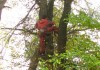 Фото Удалим, спилим дерево любой сложности. Альпинисты. Низкие цены