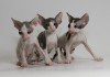 Фото Корниш-рекс элитные котята