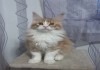 Фото Котята породы мейн кун из питомника Basti*by