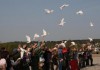 Фото Белые голуби на свадьбу