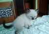 Фото Сиамского котенка (девочка)2 месяца, шустрая, игривая озорная, приучена к туалету