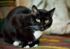 Фото Роскошный кот Тиша с потрясающе красивыми глазами!