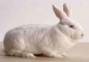 Фото Молодняк мясных кроликов