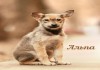 Фото Замечательные щенки: милые, смышленые, беспородные!