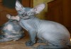 Фото Котята породы донской сфинкс