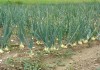 Фото Ищу фермера/компанию с опытом выращивания репчатого лука
