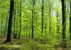 Фото Срочно продам лесной участок 35 от МКАД по Киевскому шоссе
