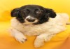 Фото Небольшая собачка Потти в добрые руки!