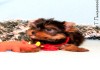 Фото Йоркширского терьера щенки