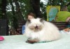 Фото Персидские котята