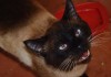 Фото Сиамский котик приглашает кисочек на вязку