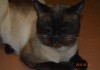 Фото Сиамский котик приглашает кисочек на вязку