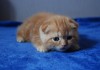 Фото Клубные шотландские котята редких окрасов