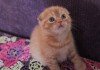 Фото Клубные шотландские котята редких окрасов