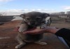 Фото Очаровательный щенок Лиза в добрые руки