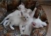 Фото Невские маскарадные котята, девочка и один мальчик