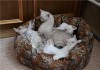 Фото Невские маскарадные котята, девочка и один мальчик