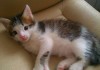Фото Трехцветный голубоглазый котенок ждет тебя!