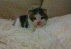 Фото Трехцветный голубоглазый котенок ждет тебя!