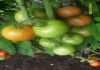Фото Рассада помидор (томатов) разных сортов и гибридов