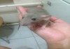Фото Продам крысят Дамбо