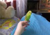Фото Волнистые попугаи(птенцы самки)