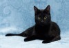 Фото Красавец кот Яша - настоящее Черное Золото в дар!