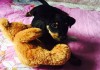 Фото Продам щенка ягдтерьера