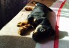 Фото Продам щенка ягдтерьера