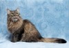 Фото Добрая, спокойная красавица Ириска, фенотип сибирской кошки в добрые руки!