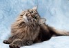 Фото Добрая, спокойная красавица Ириска, фенотип сибирской кошки в добрые руки!
