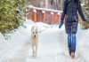 Фото Метис лайки Милан для вашей семьи. В дар.