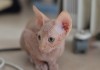 Фото Пятнистый котенок канадский сфинкс