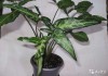 Фото Сингониум вьющееся растение