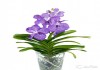 Фото Орхидея Ванда в вазе