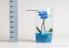 Фото Орхидея фалеонопсис синий в вазе