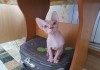 Фото Продам котенка Канадского сфинкса