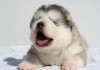 Фото Высокопородные щенки Аляскинского Маламута