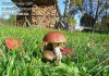 Мицелий (споры грибов/семена/посадочный материал/грибница) для выращивания грибов