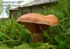 Фото Мицелий (споры грибов/семена/посадочный материал/грибница) для выращивания грибов