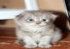Фото Продам шотландского котика!