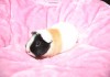 Фото Морские свинки породы Американские Тедди