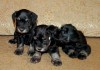 Фото Цвергшнауцер щенки черный с серебром, купированные, рождения 4 апреля 2015 г. 4 апреля 2015 года в п