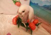 Фото Декотративные кролики, лучший подарок для детей!